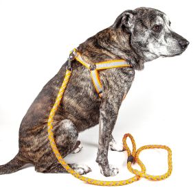 Dog Leash and Harness Reflective Easy Tension 2 in 1 Adjustable Set (size: large)
