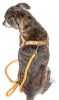 Dog Leash and Harness Reflective Easy Tension 2 in 1 Adjustable Set