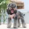 Pet Harness For Dog Lightweight Escape Proof Walking Vest